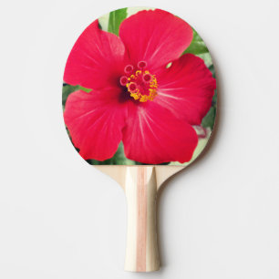 Rote Blume des Hibiskus Rosa-sinensis Tischtennis Schläger