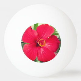 Rote Blume des Hibiskus Rosa-sinensis Tischtennisball