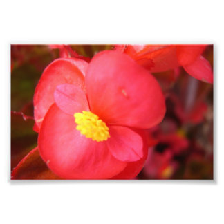 Rote Blume Fotodruck