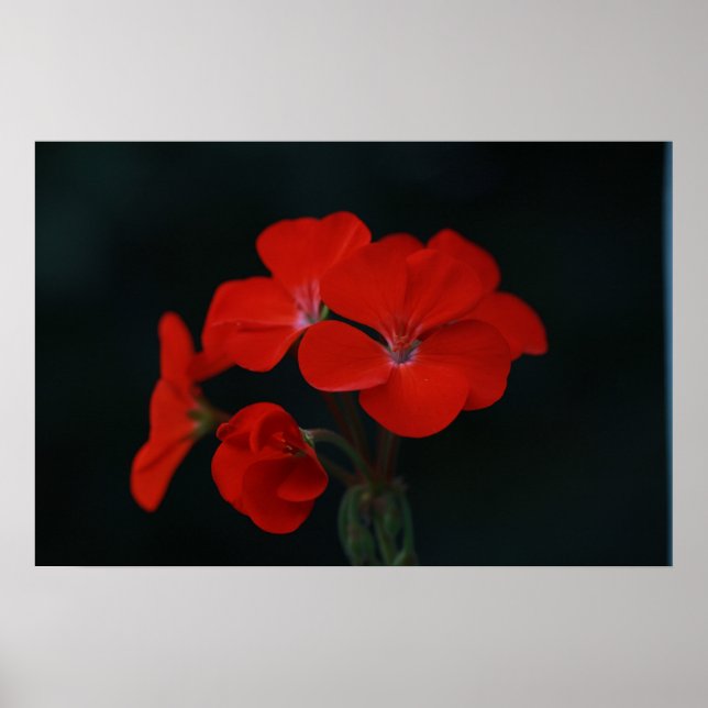Rote Blume gegen schwarzes Hintergrundplakat Poster (Vorne)