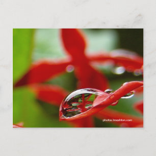 Rote Blume in einem Raindrop Postkarte