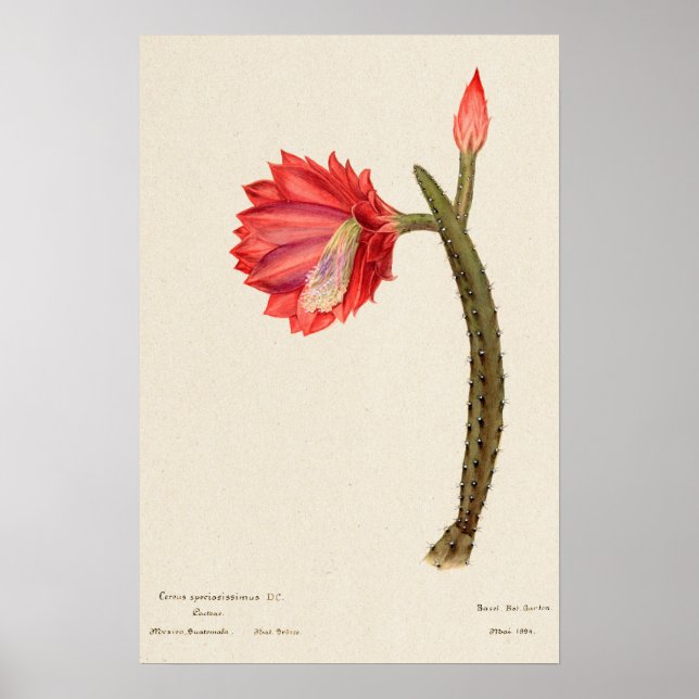 Rote Blume Kaktus Botanische Kunst Poster (Vorne)
