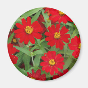 Rote Blume mit Gelbzentriermagnet Magnet