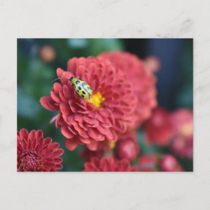 Rote Blume Naturfotografie Käfer Insektenfehler Postkarte