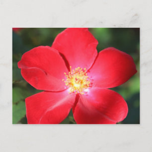 Rote Blume Nr. 1 Postkarte