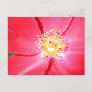 Rote Blume Nr. 4 Postkarte
