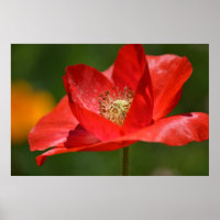 Rote Blume