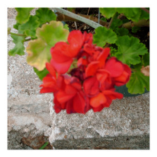 rote Blume  Poster