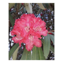 Rote Blume