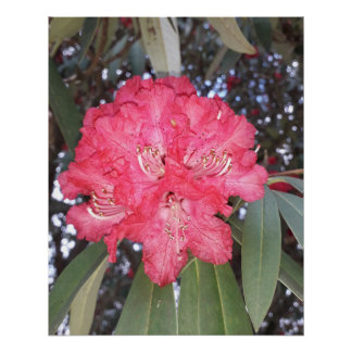 Rote Blume Poster