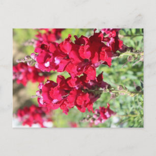 Rote Blume Postkarte