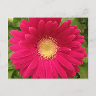 Rote Blume Postkarte 7 x 5