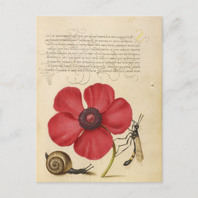 Rote Blume und Schnecke Postkarte (Vorderseite)