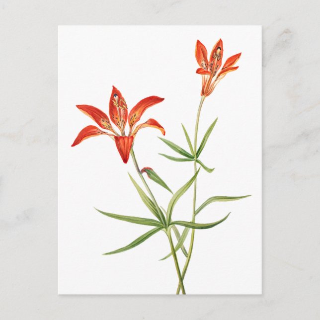 Rote Blume - Vintage Botanische Kunst Postkarte (Vorderseite)