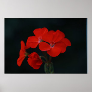 Rote Blumen gegen schwarzen Hintergrund Poster