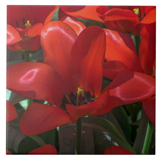 Rote Blumen-Keramikfliese Fliese (Vorderseite)
