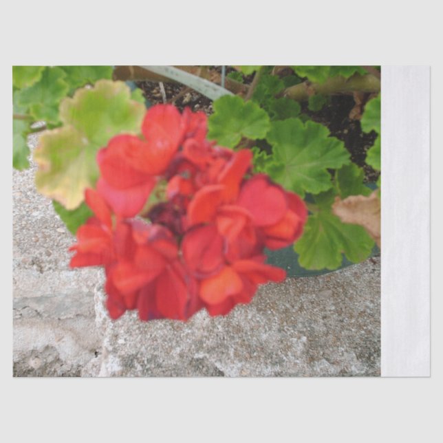 rote Blumenseidenpapier Seidenpapier (Vorderseite)