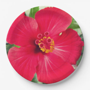 Rote Blüte von Hibiscus Rosa-sinensis Pappteller