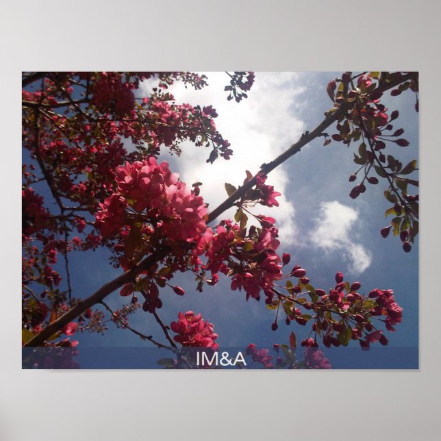 Rote Blüten 2 Poster (Vorne)