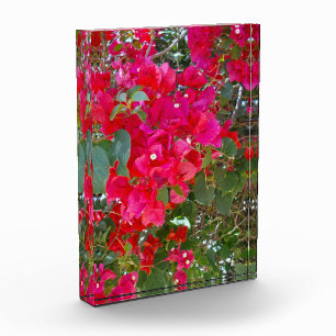Rote Blüten: Tanz der roten Bougainvillea Fotoblock
