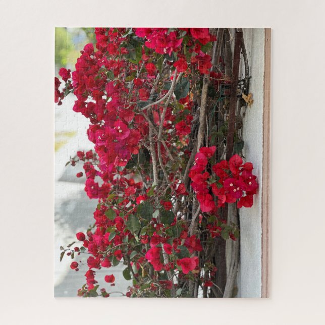 Rote Bougainvillea, Burlingame (Vertikal)