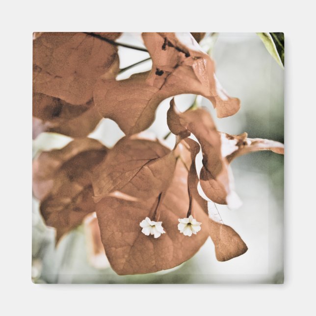 Rote Bougainvillea Magnet (Vorne)