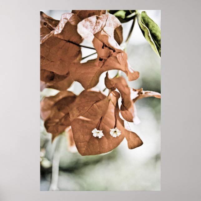 Rote Bougainvillea Poster (Vorne)