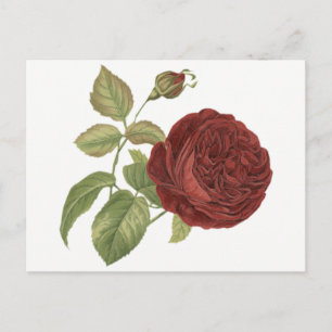 Rote Burgunder-Rose - Liebe, Hallo Postkarte