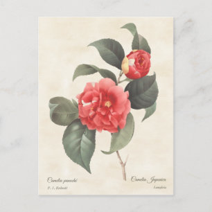 Rote Camellia Japonica Vintage Botanical Postkarte