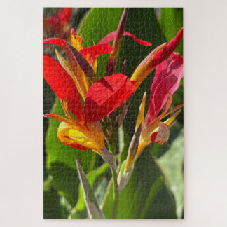 Rote Cannalilie, Oakland