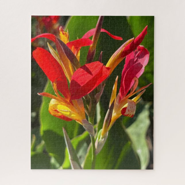 Rote Cannalilie, Oakland (Vertikal)