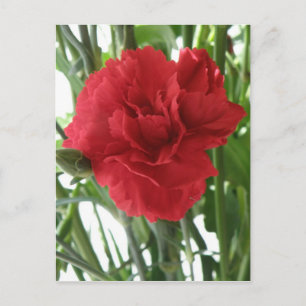 Rote Carnation Postkarte