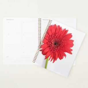 Rote Chrysanthemum Petals Blume Floral Planer