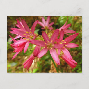 Rote Clintonia-Blumen bei Redwoods Postkarte