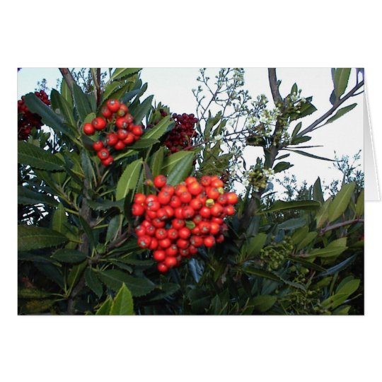Rote Cotoneaster-Beeren: Ferienzeit Karte