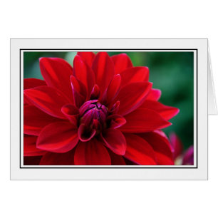 Rote Dahlie