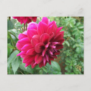 Rote Dahlie Blume, Knospen, Foto, grün, Cycromene Einladungspostkarte