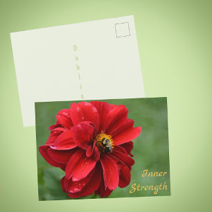 Rote Dahlie Blume und Hummel Fotografie Postkarte
