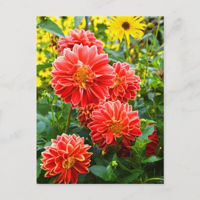 Rote Dahlien Postkarte (Vorderseite)