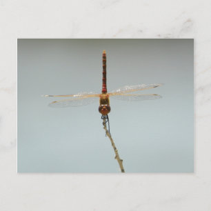 Rote Drachenfliege Stillwater Wildlife Refugium Fa Postkarte