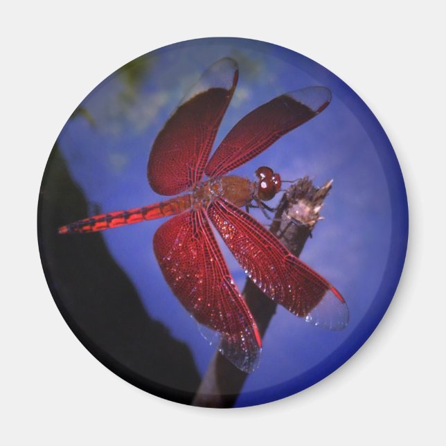 Rote Dragonfly Magnet (Vorne)