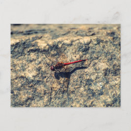 Rote Dragonfly Postkarte