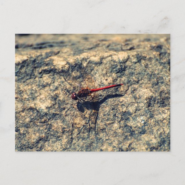 Rote Dragonfly Postkarte (Vorderseite)