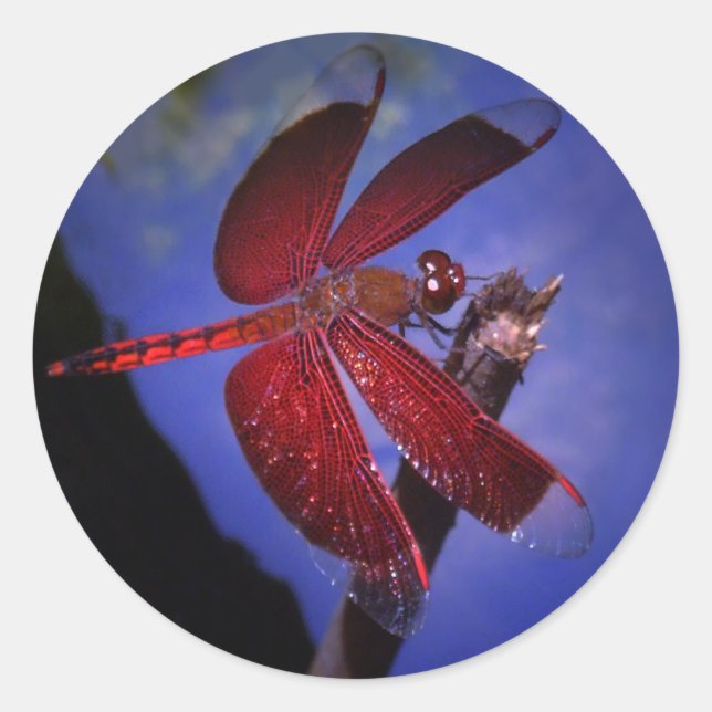 Rote Dragonfly Runder Aufkleber (Vorderseite)