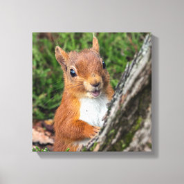 Rote Eichhörnchen Leinwanddruck