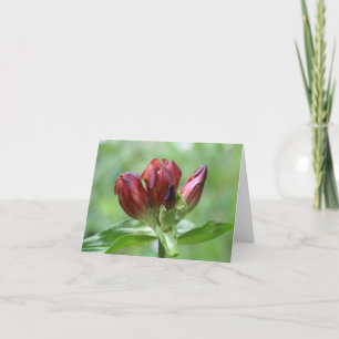 Rote Enzian-Blumenfotografie