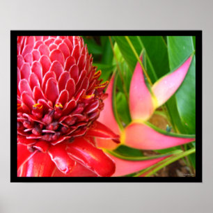 Rote Fackel-Ingwer Heliconia Blumen-Plakate Poster
