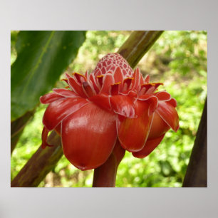 Rote Fackel-Ingwer Tropische Blumenfotografie Poster