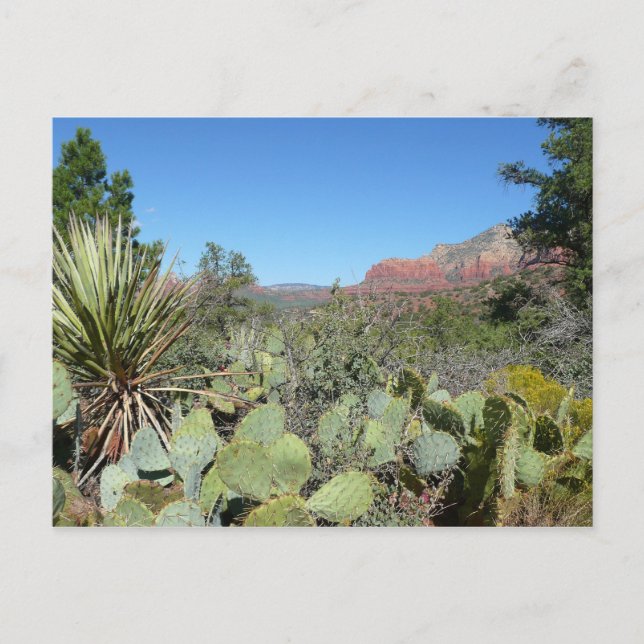 Rote Felsen und Kakteen I Postkarte (Vorderseite)