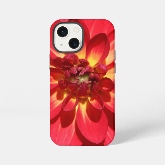 Rote Feuer-Dahlie-Blume iPhone 13 Mini Hülle (Rückseite)